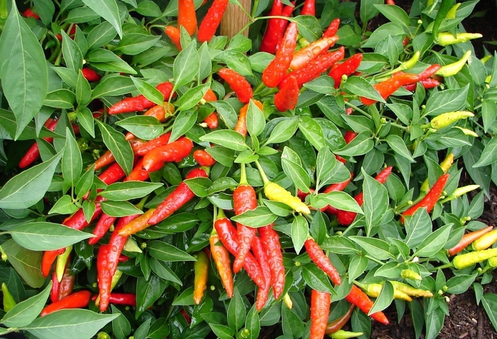 Pepper, Hot - Capsicum annuum 'Serrano'
