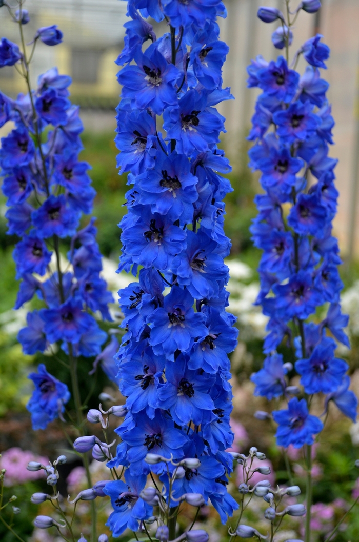 Delphinium elatum 'Million Dollar Blue' Larkspur Ebert's Greenhouse