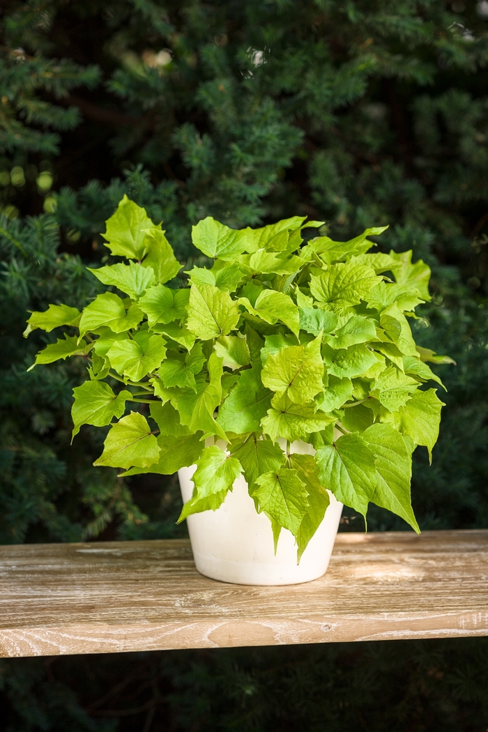 Sweet Potato Vine - Ipomoea 'Sweet Caroline Bewitched Green with Envy'