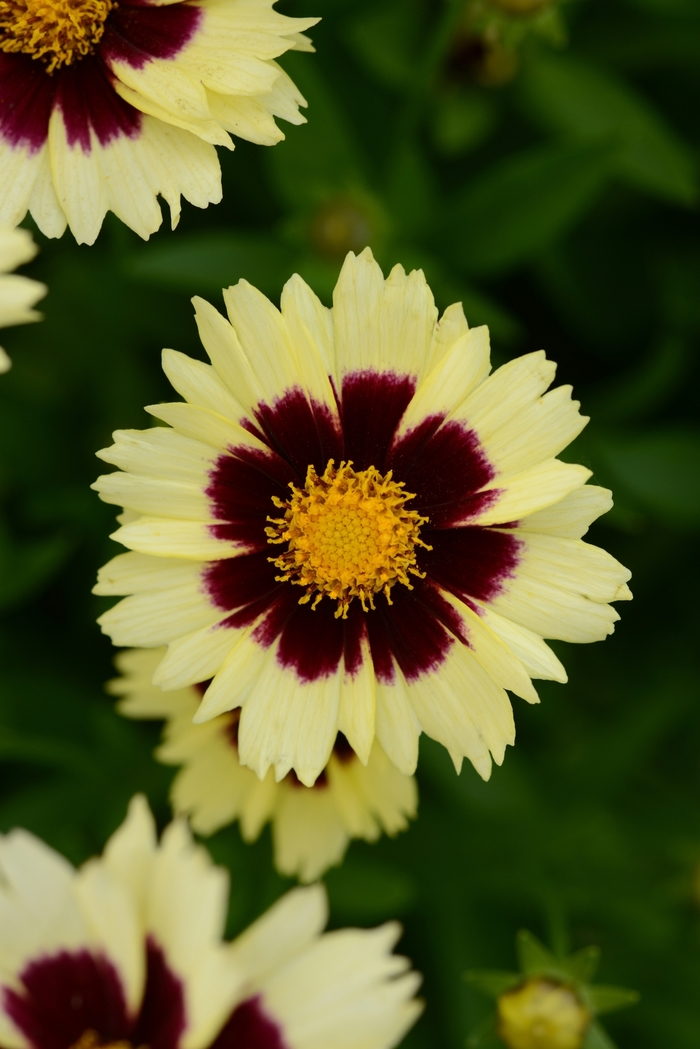 Tickseed - Coreopsis hybrid UpTick™ Cream & Red Coreopsis Tickseed - Coreopsis hybrid UpTick™ Cream & Red Coreopsis