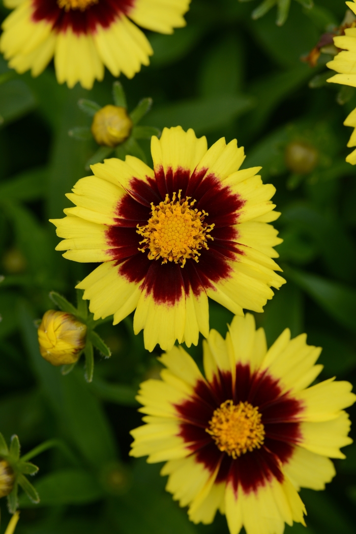 Tickseed - Coreopsis hybrida 'Uptick™ Yellow and Red'