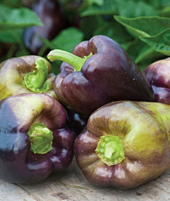 Pepper, Hot - Capsicum annuum 'Jalapeno Mucho Nacho'