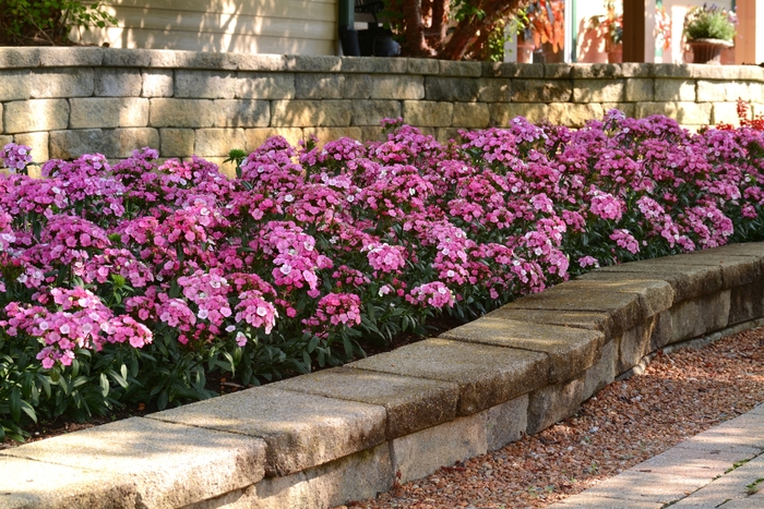 Jolt™ 'Pink Magic' - Dianthus (Interspecific Dianthus) Jolt™ 'Pink Magic' - Dianthus (Interspecific Dianthus)