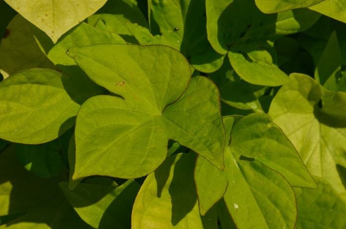 Spotlight&trade; Lime Heart - Ipomoea