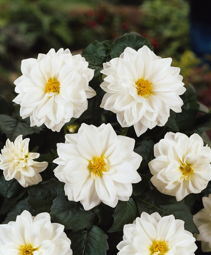 Dahlietta&reg; Blanca - Dahlia 