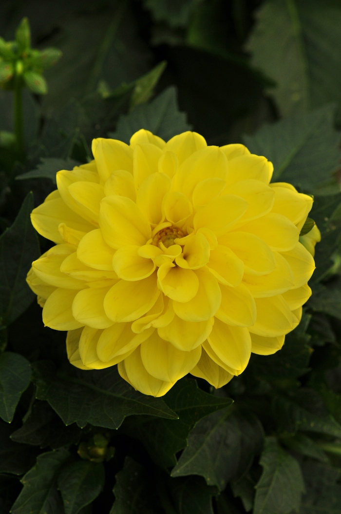 Dahlietta&reg; Julia - Dahlia 