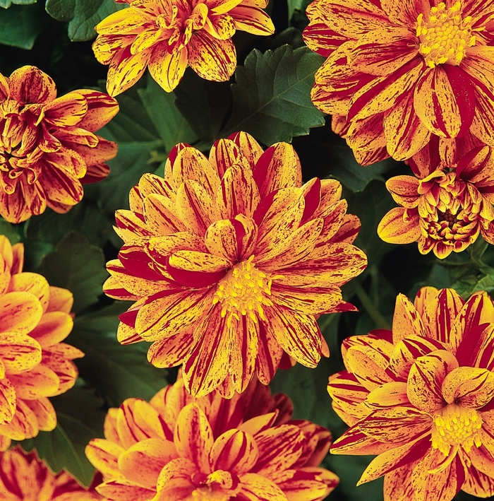 Dahlietta&reg; Patricia - Dahlia 