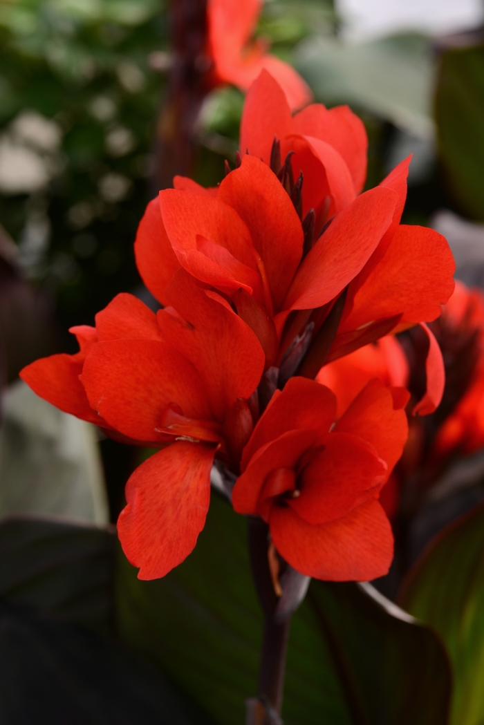 Canna - Canna x generalis 'Cannova® Bronze Scarlet'