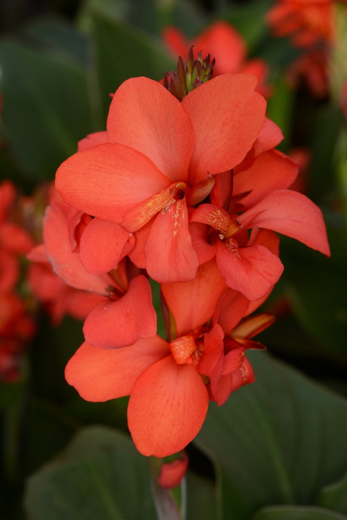 Cannova® Red Shades - Canna x generalis Cannova® Red Shades - Canna x generalis