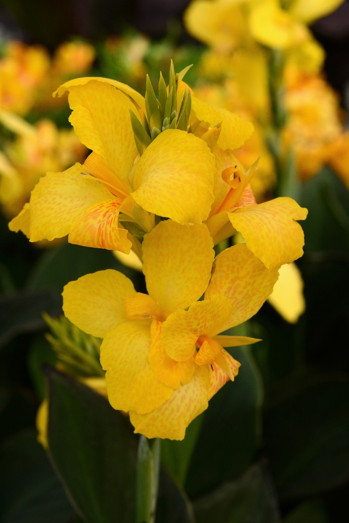 Cannova® Yellow - Canna x generalis Cannova® Yellow - Canna x generalis