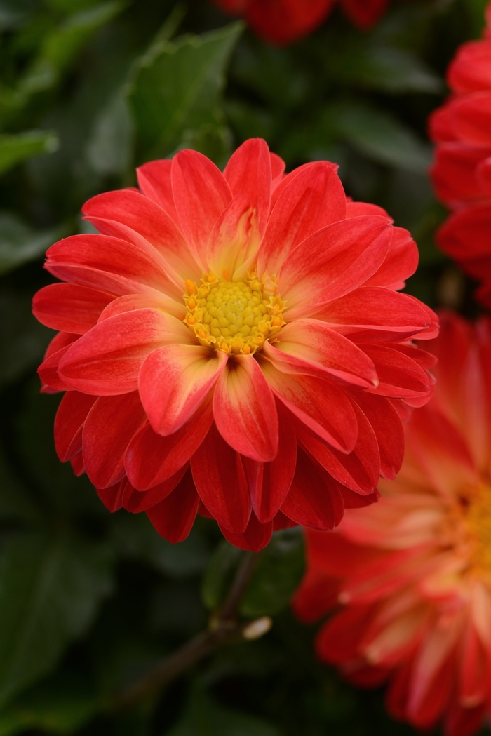 Dahlia - Dahlia Dalaya® 'Red+Yellow Eye'