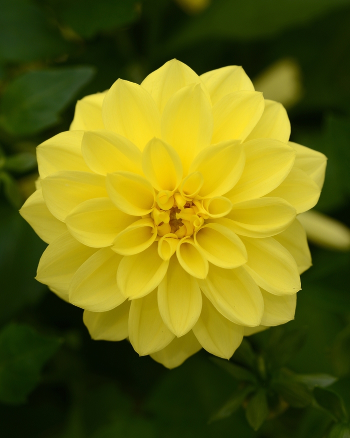 Dahlia - Dahlia Dalaya® 'Yellow' Dahlia - Dahlia Dalaya® 'Yellow'