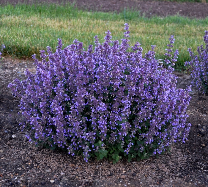 Cat's Pajamas Catmint - Nepeta hybrid 'Cat's Pajamas' Cat's Pajamas Catmint - Nepeta hybrid 'Cat's Pajamas'