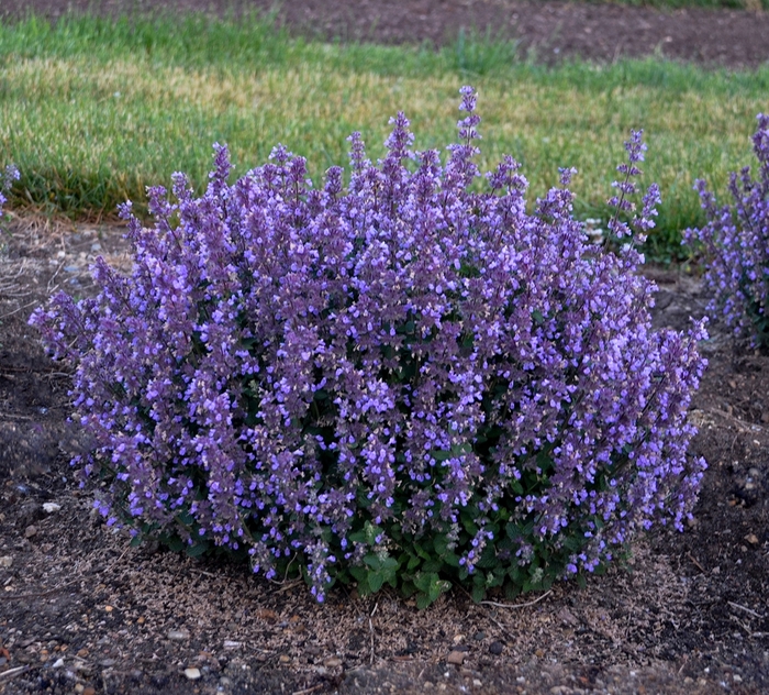 Cat's Pajamas Catmint - Nepeta hybrid 'Cat's Pajamas'