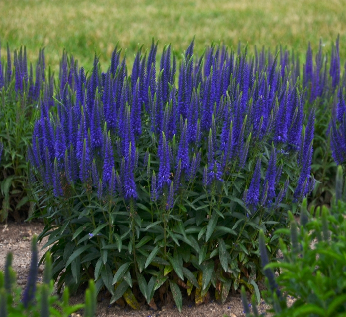 Magic Show® - Veronica hybrid 'Wizard of Ahhs' Magic Show® - Veronica hybrid 'Wizard of Ahhs'