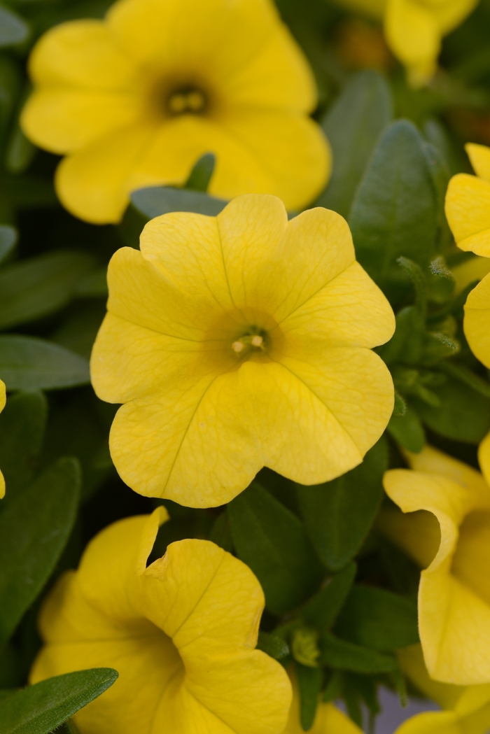 Conga™ Deep Yellow Mini Petunia - Calibrachoa hybrida Conga™ Deep Yellow Mini Petunia - Calibrachoa hybrida