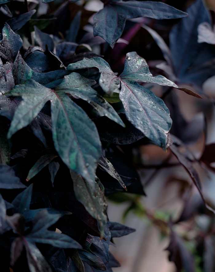 Ipomoea (Ornamental Sweet Potato) - Ipomoea batatas 'Blackie'