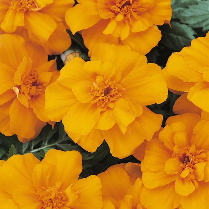 Marigold - Tagetes patula 'Durango Orange '