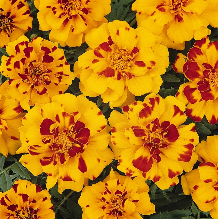 Durango® Dwarf Anemone French Marigold - Tagetes patula 'Durango Bolero'