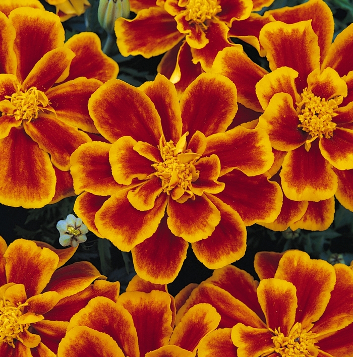 Durango® Dwarf Anemone French Marigold - Tagetes patula 'Durango Flame'