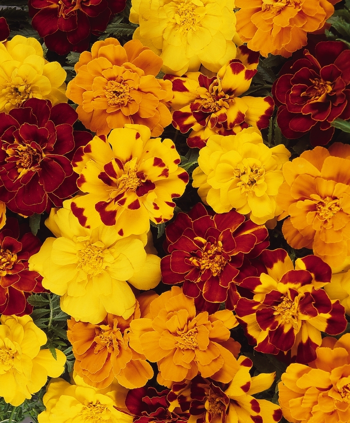 Marigold - Tagetes patula 'Durango Outback Mix'