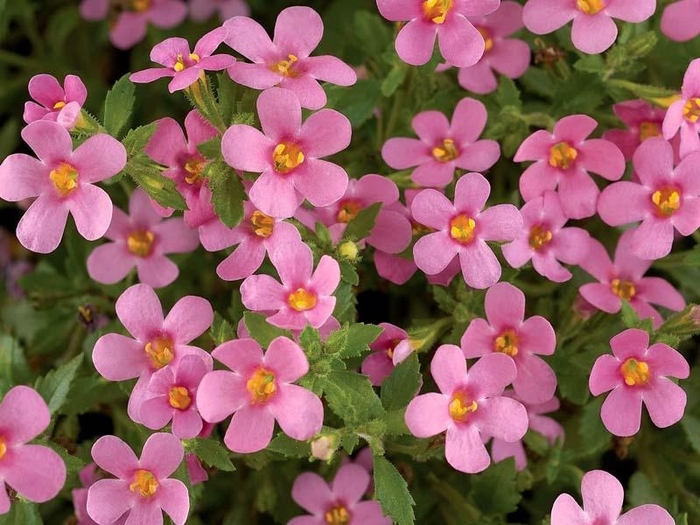 Bacopa - Sutera cordata MegaCopa™ Sky Blue Bacopa - Sutera cordata MegaCopa™ Sky Blue