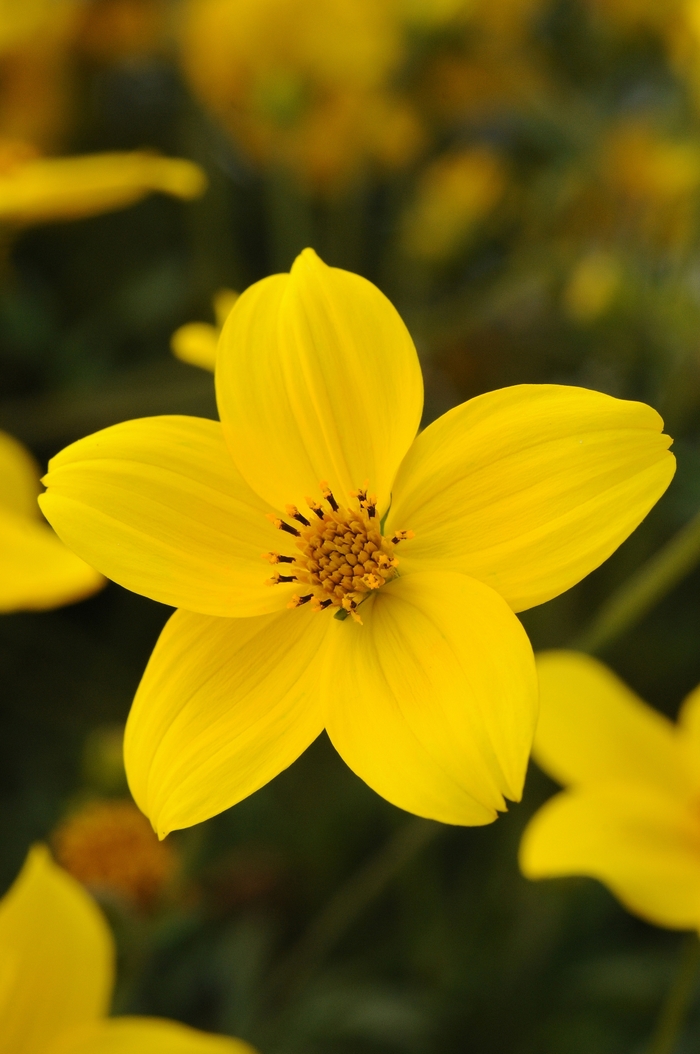 Bidens - Bidens aurea 'Sunbeam' Bidens - Bidens aurea 'Sunbeam'