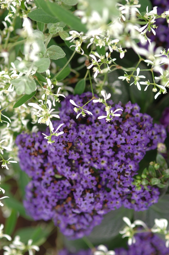 Heliotrope - Heliotropium 'Marine'