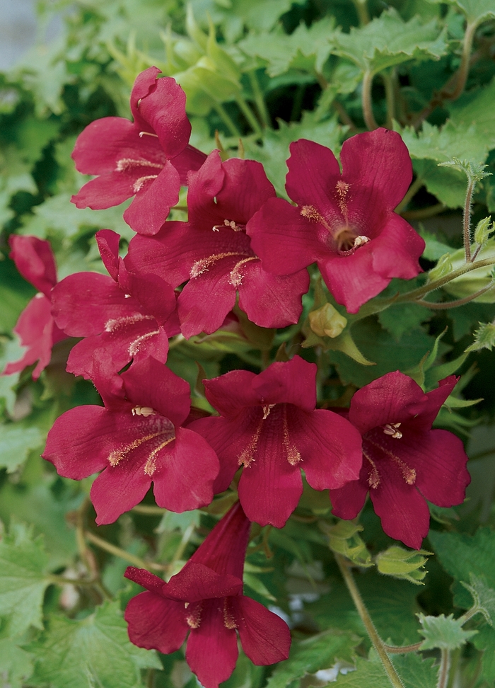 Lofos - Lophospermum hybrid 'Wine Red'