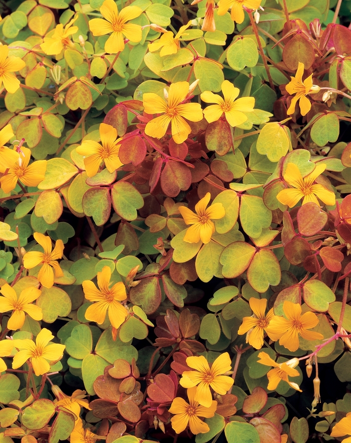 Oxalis - Oxalis vulcanicola 'Molten Lava™ ' Oxalis - Oxalis vulcanicola 'Molten Lava™ '