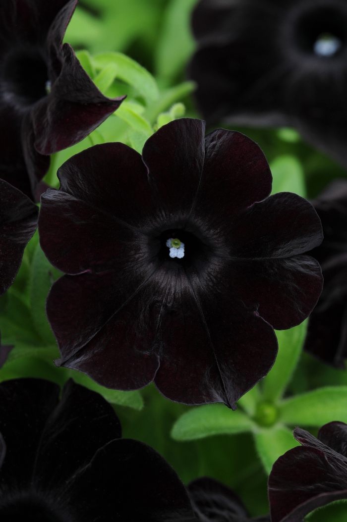 Petunia - Petunia 'Black Magic' Petunia - Petunia 'Black Magic'