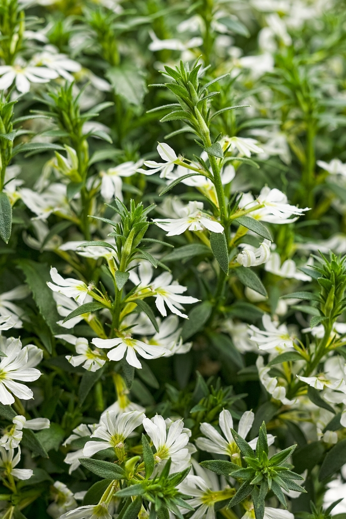 Fan Flower - Scaevola aemula 'Whirlwind White'