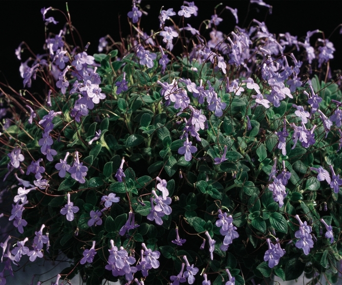 Concord Blue Streptocarpella - Streptocarpus saxorum 'Concord Blue' (Streptocarpella) Concord Blue Streptocarpella - Streptocarpus saxorum 'Concord Blue' (Streptocarpella)