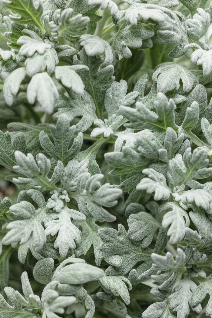 Silver Bullet® Wormwood - Artemisia stelleriana 'Silver Bullet®' (Wormwood) Silver Bullet® Wormwood - Artemisia stelleriana 'Silver Bullet®' (Wormwood)