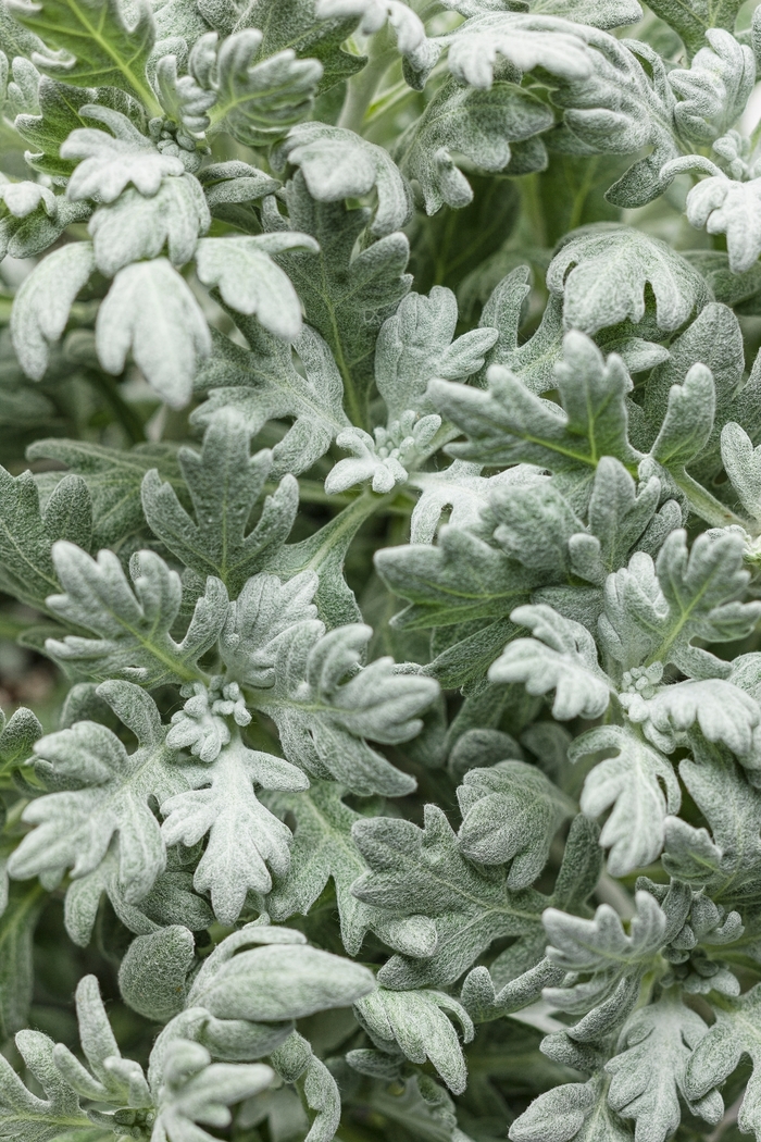 Silver Bullet® Wormwood - Artemisia stelleriana 'Silver Bullet®' (Wormwood)