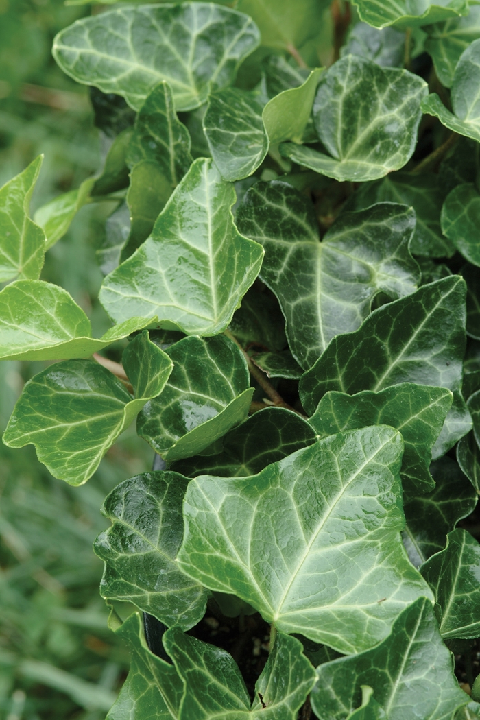 English Ivy - Hedera helix 'Thorndale' English Ivy - Hedera helix 'Thorndale'