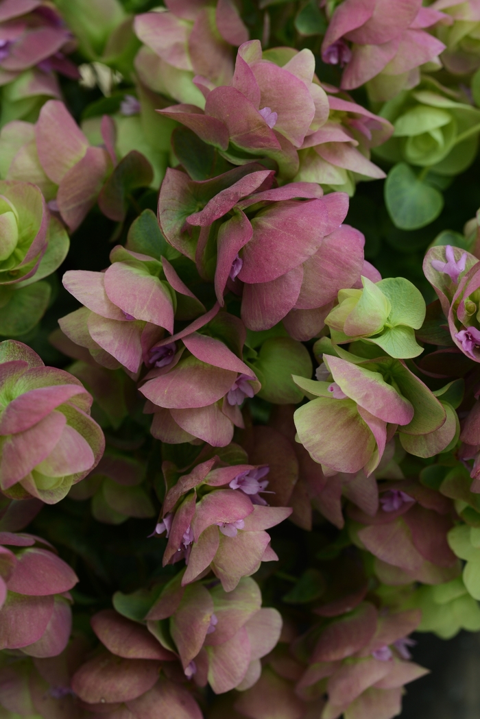 Ornamental Oregano - Origanum x hybrida 'Kirigami' Ornamental Oregano - Origanum x hybrida 'Kirigami'