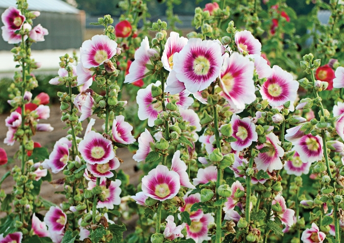 Hollyhock - Alcea rosea 'Halo Blush' Hollyhock - Alcea rosea 'Halo Blush'