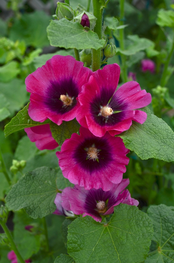 Hollyhock - Alcea rosea 'Cerise'