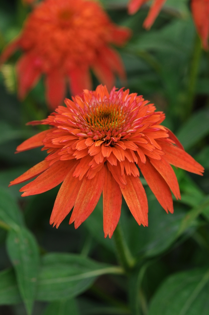 Coneflower - Echinacea 'Double Scoop Mandarin' Coneflower - Echinacea 'Double Scoop Mandarin'