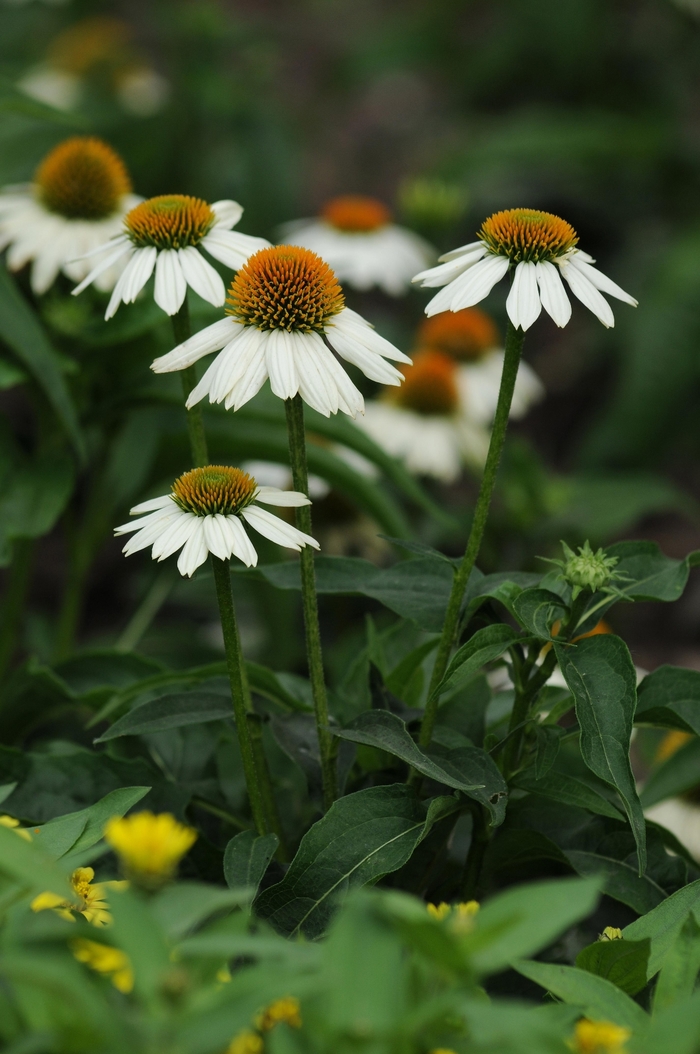 Coneflower - Echinacea purpurea 'PowWow White'