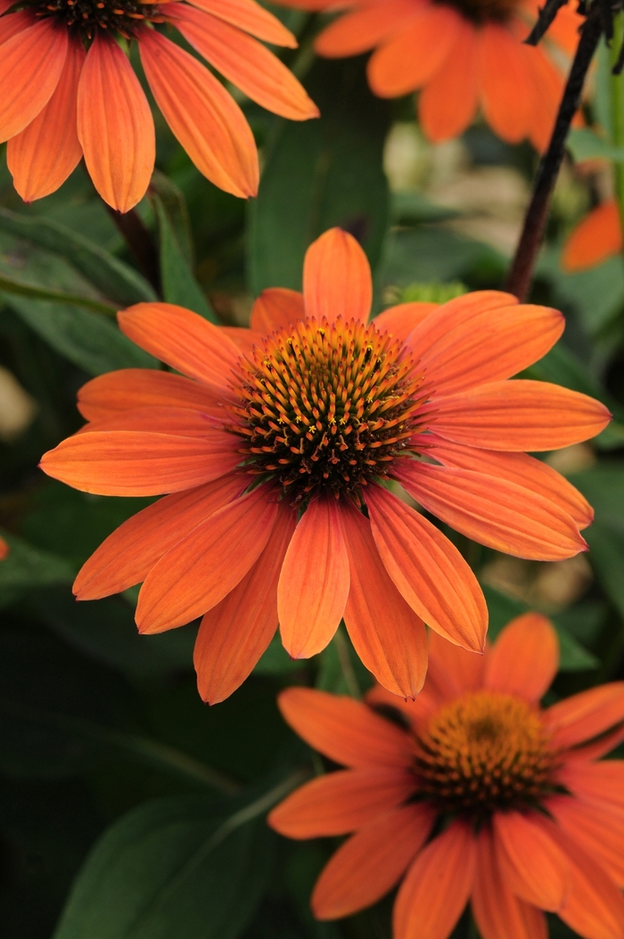 Coneflower - Echinacea 'Sombrero Adobe Orange' Coneflower - Echinacea 'Sombrero Adobe Orange'