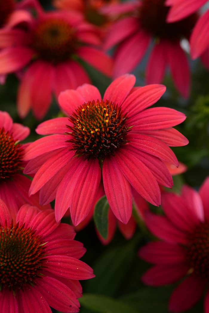 Coneflower - Echinacea 'Sombrero Baja Burgundy' Coneflower - Echinacea 'Sombrero Baja Burgundy'