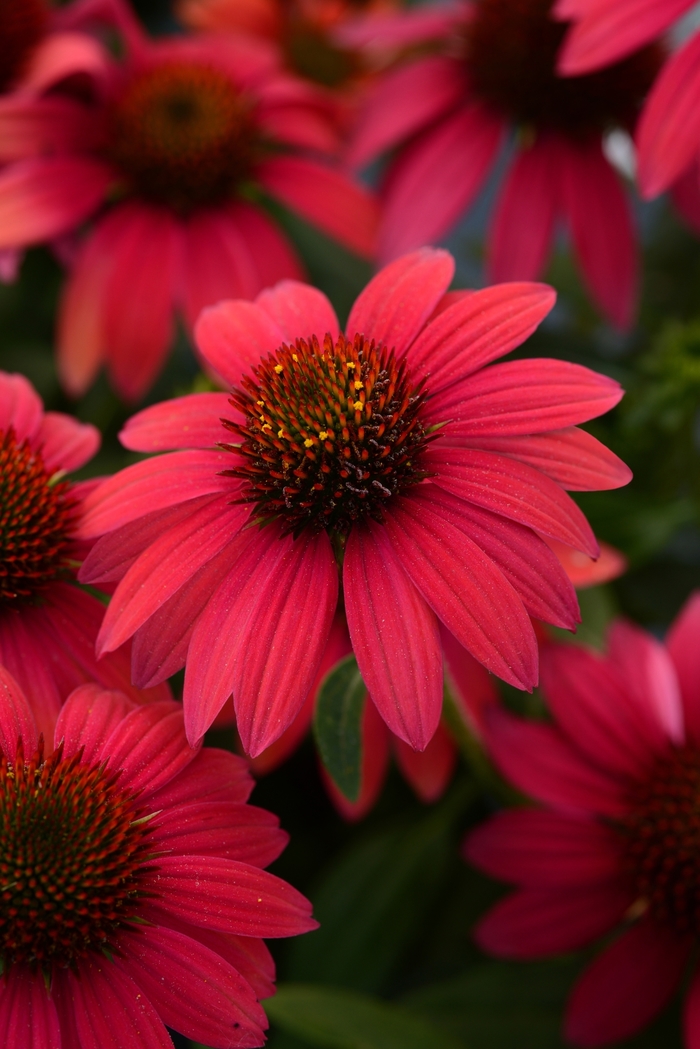 Coneflower - Echinacea 'Sombrero Baja Burgundy'