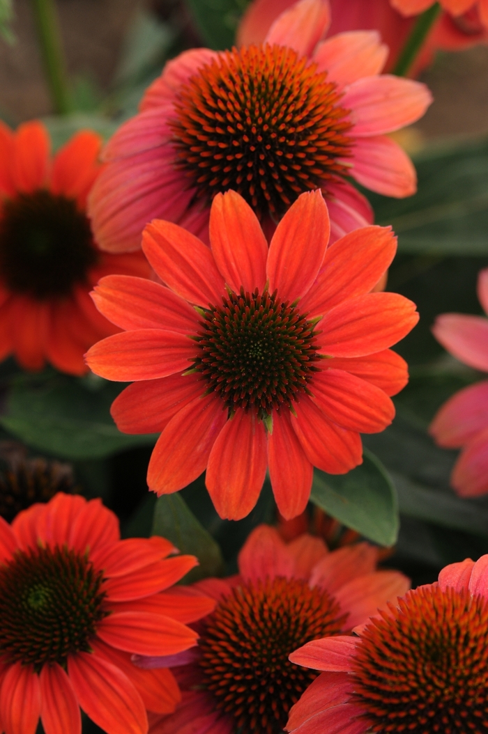 Coneflower - Echinacea 'Sombrero Hot Coral' Coneflower - Echinacea 'Sombrero Hot Coral'