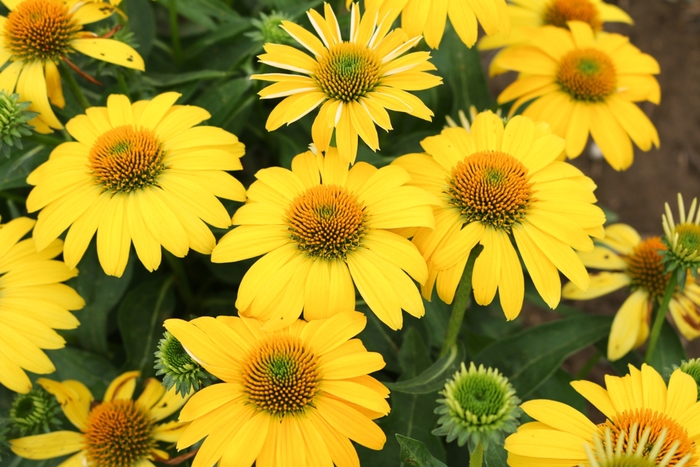 Coneflower - Echinacea 'Sombrero™ Lemon Yellow Improved'