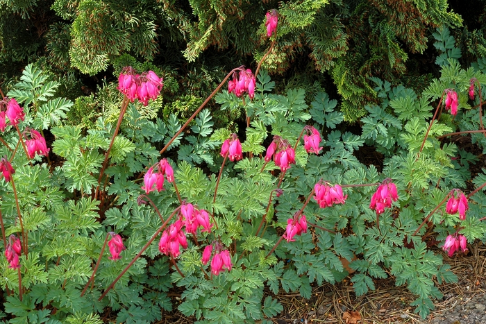 Bleeding Heart - Dicentra 'Amore Rose' Bleeding Heart - Dicentra 'Amore Rose'