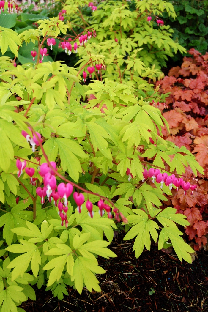 Bleeding Heart - Dicentra spectabilis 'Gold Heart'