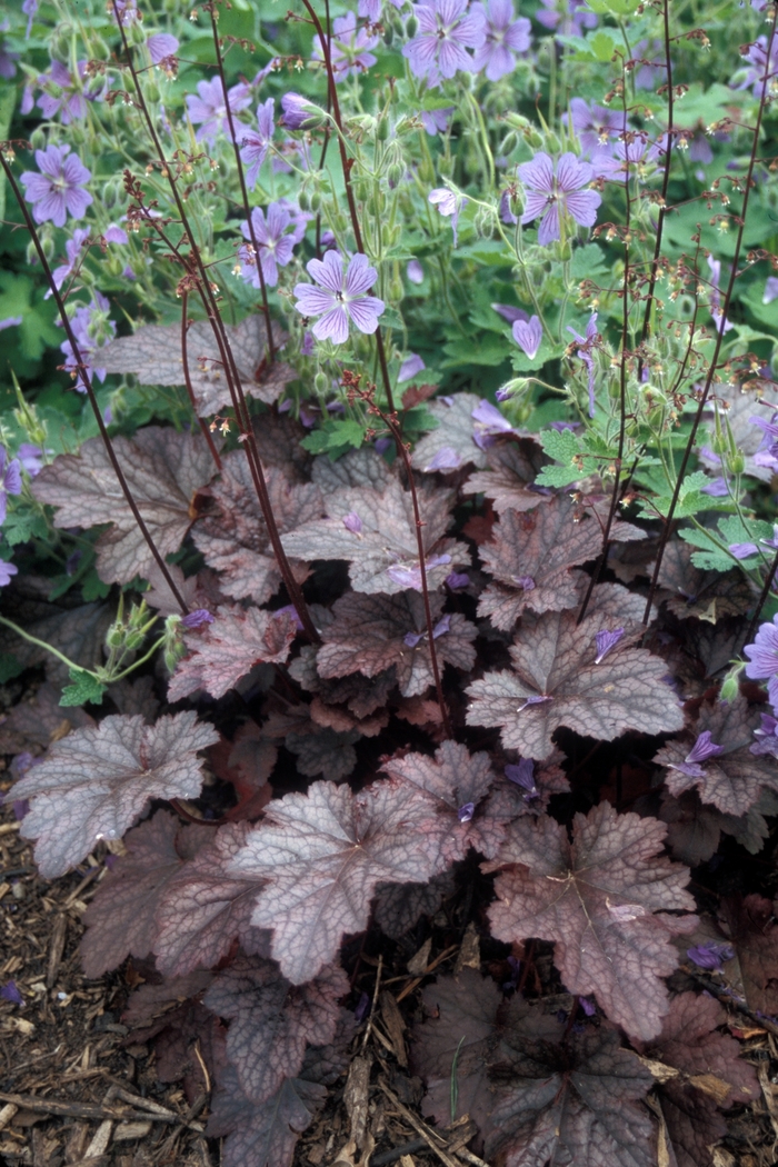 Coral Bell - Heuchera 'Plum Pudding'