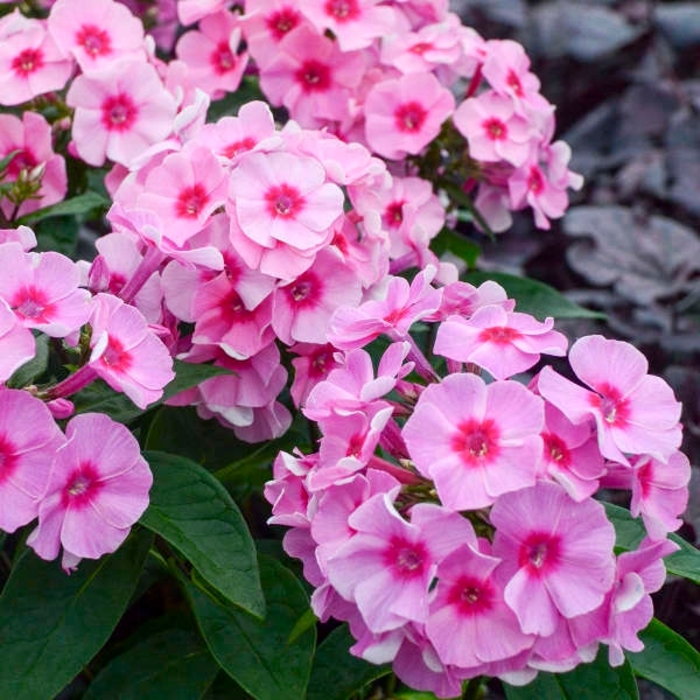 Garden Phlox - Phlox paniculata 'Fashionably Early Crystal' Garden Phlox - Phlox paniculata 'Fashionably Early Crystal'